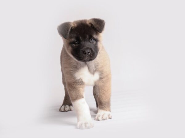 Akita Dog Female Brown 19916 Petland Topeka, Kansas