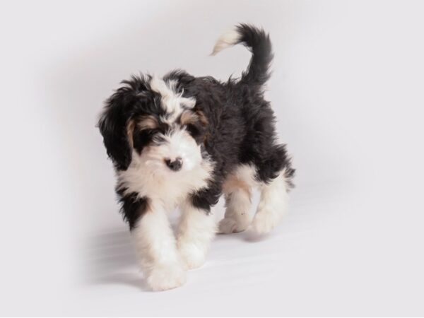 Bernedoodle Mini Dog Female Black White / Tan 19914 Petland Topeka, Kansas