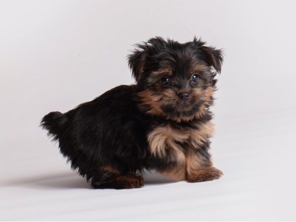 Yorkshire Terrier Dog Female Black / Tan 19913 Petland Topeka, Kansas