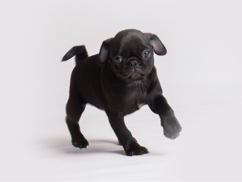 [#19912] Black Female Pug Puppies For Sale