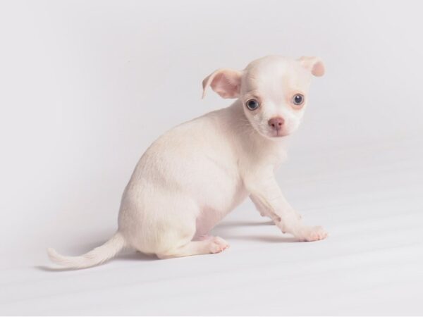 Chihuahua Dog Male Cream 19910 Petland Topeka, Kansas