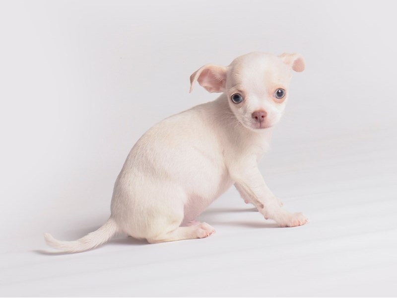 Chihuahua Small Animal Cream ID19910 Located at Petland Topeka, Kansas