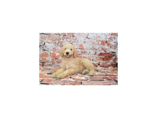 [#19937] Cream Female Standard Poodle Puppies For Sale