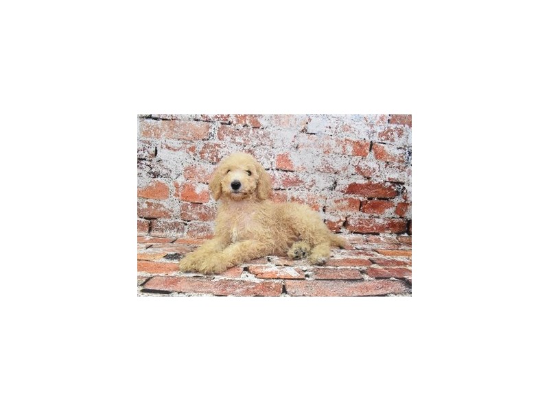 [#19937] Cream Female Standard Poodle Puppies For Sale #1