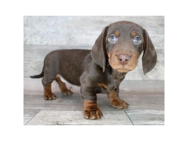 [#19930] Chocolate / Tan Male Dachshund Puppies For Sale