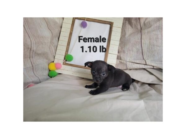 Chihuahua-Dog-Female-Black-19928-Petland Topeka, Kansas