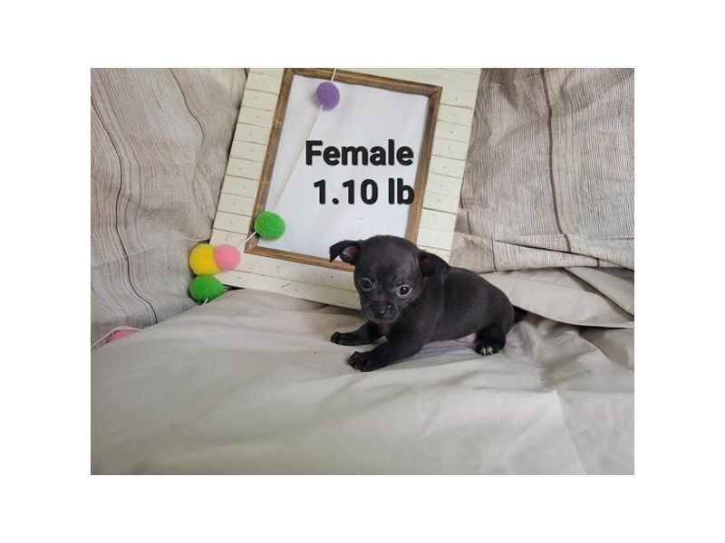Chihuahua-Dog-Female-Black-3896282-Petland Topeka, Kansas