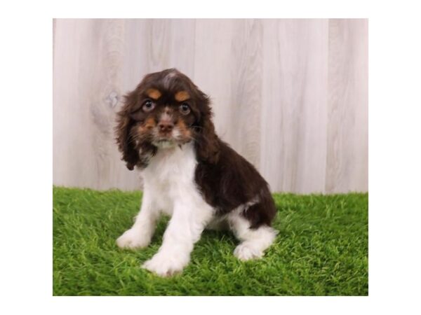 Cocker Spaniel Dog Female Brown White / Tan 19929 Petland Topeka, Kansas