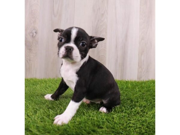 Boston Terrier Dog Female Black / White 19935 Petland Topeka, Kansas