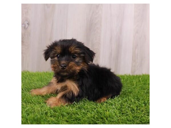 Yorkshire Terrier Dog Female Black / Tan 19933 Petland Topeka, Kansas