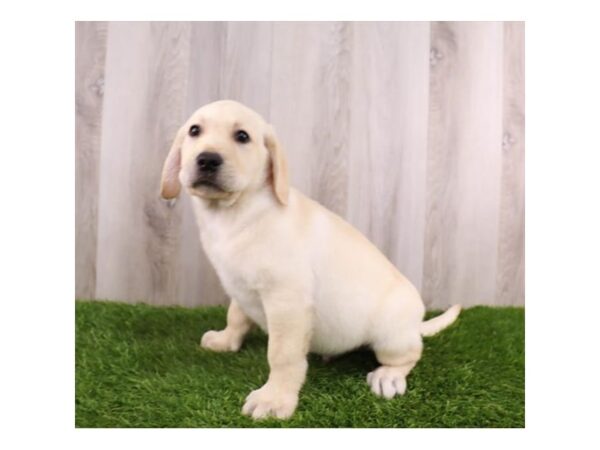 [#19931] Yellow Male Labrador Retriever Puppies For Sale