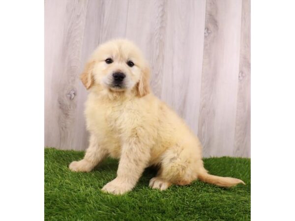 [#19945] Golden Female Golden Retriever Puppies For Sale