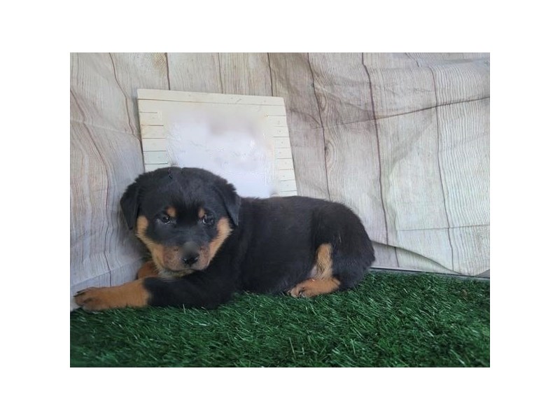 [#19938] Black and Rust Male Rottweiler Puppies For Sale