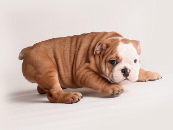 Bulldog Dog Female Red and White 19944 Petland Topeka, Kansas