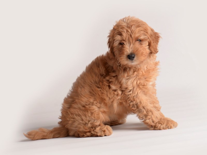 F1B Mini Goldendoodle-Dog-Female-Red-3896408-Petland Topeka, Kansas