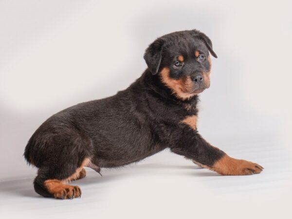 [#19938] Black and Rust Male Rottweiler Puppies For Sale