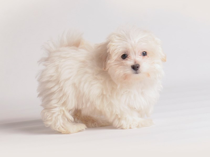Maltipoo Small Animal White ID:19936 Located at Petland Topeka, Kansas