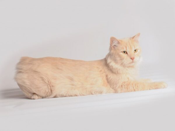 Domestic Long Hair Cat Male Orange 19927 Petland Topeka, Kansas