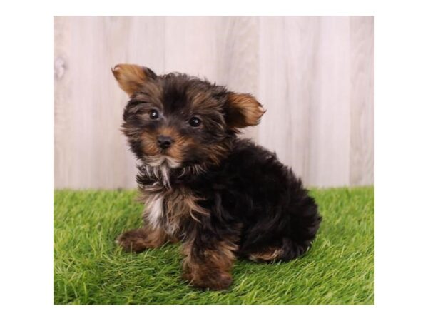 [#19949] Black / Tan Male Yorkshire Terrier Puppies For Sale