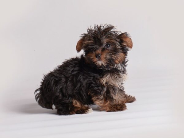 Yorkshire Terrier Dog Male Black / Tan 19949 Petland Topeka, Kansas