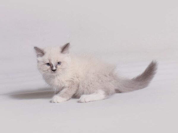 Ragdoll Cat Male Blue Pt Mitted 19720 Petland Topeka, Kansas