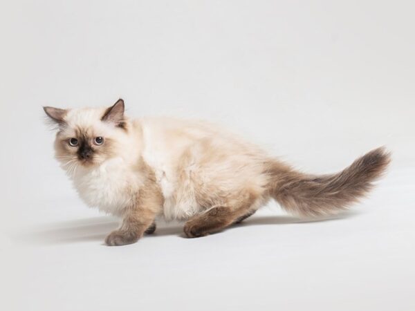 Persian Cat Female Seal Point 19737 Petland Topeka, Kansas