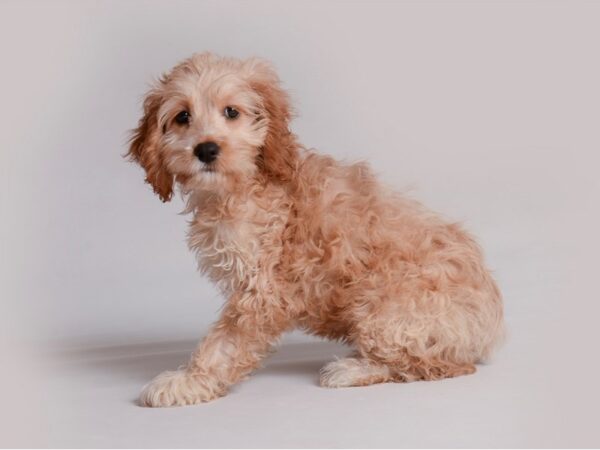 Cock A Poo Dog Female Buff 19826 Petland Topeka, Kansas