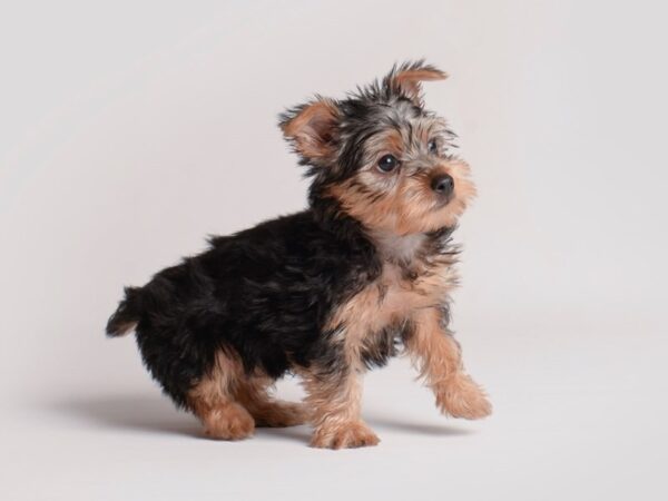 Silky Terrier Dog Female Black / Tan 19842 Petland Topeka, Kansas