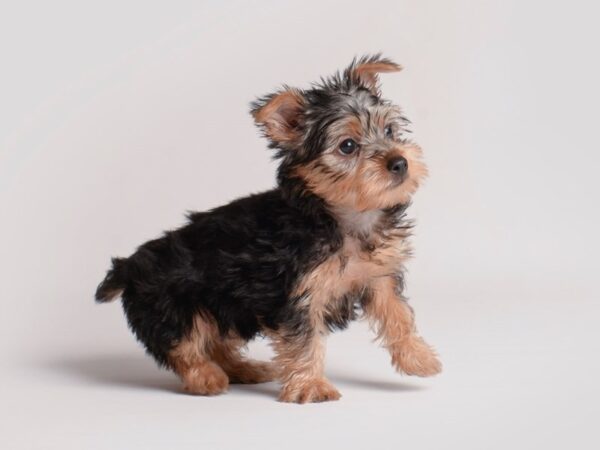 [#19842] Black / Tan Female Silky Terrier Puppies For Sale