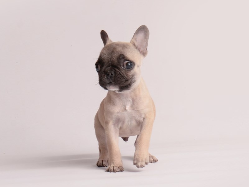 [#19865] Fawn w/ Black Mask Male French Bulldog Puppies For Sale