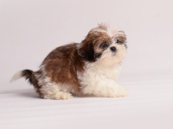 Shih Tzu Dog Female Red and White 19864 Petland Topeka, Kansas