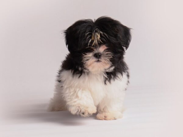 Shih Tzu Dog Male Black / White 19852 Petland Topeka, Kansas