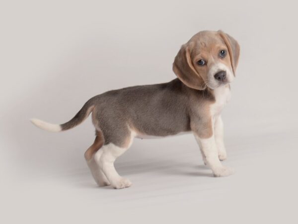 [#19874] Blue White / Tan Female Beagle Puppies For Sale