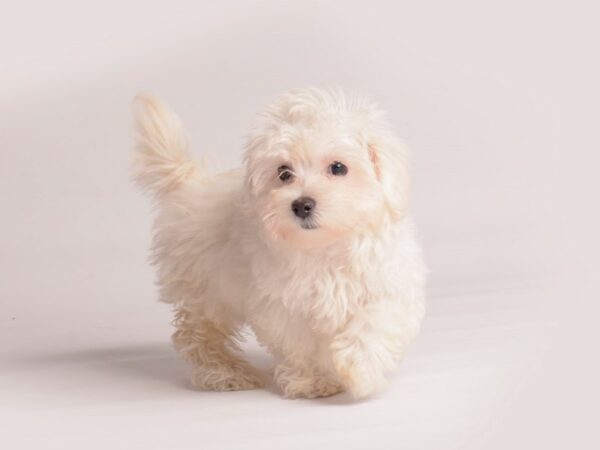 Maltipoo Dog Female White 19887 Petland Topeka, Kansas