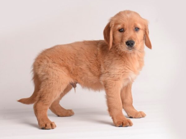 Golden Retriever Dog Male Golden 19882 Petland Topeka, Kansas