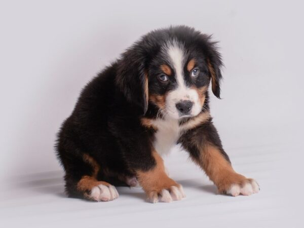 Bernese Mountain Dog Dog Male Tricolor 19895 Petland Topeka, Kansas