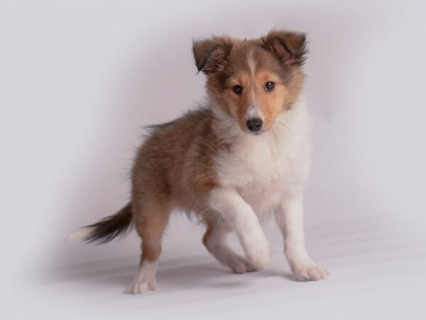 Shetland Sheepdog Dog Female Sable and White 19894 Petland Topeka, Kansas