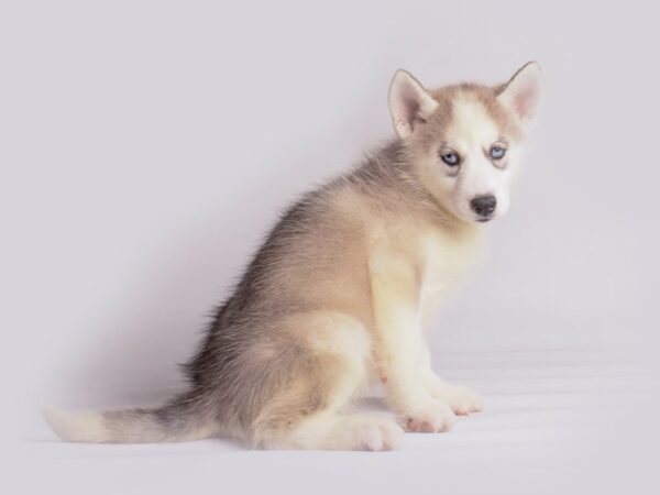 [#19889] Agouti / White Female Siberian Husky Puppies For Sale