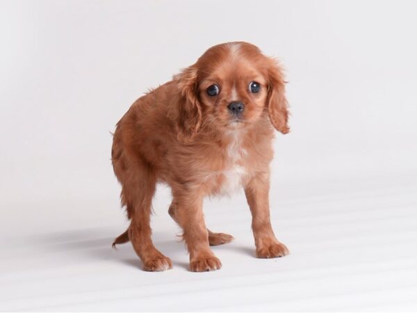 Cavalier King Charles Spaniel-Dog-Female-Blenheim-19899-Petland Topeka, Kansas