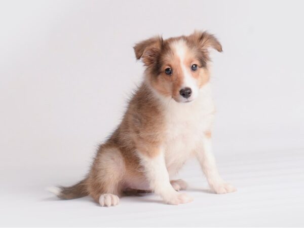 Shetland Sheepdog Dog Female Sable and White 19905 Petland Topeka, Kansas