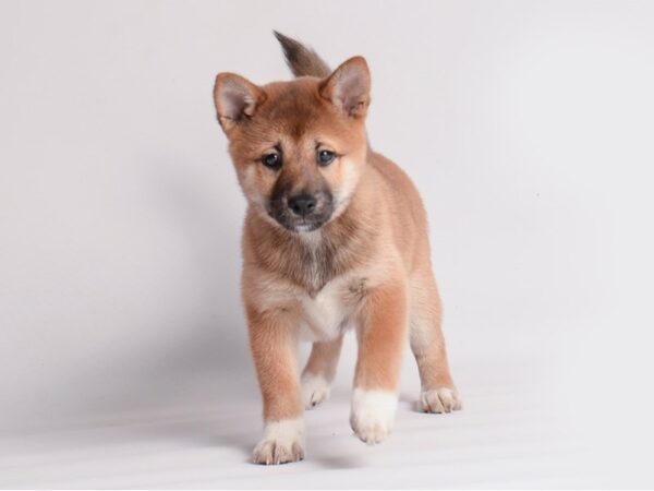 Shiba Inu Dog Female Red 19907 Petland Topeka, Kansas