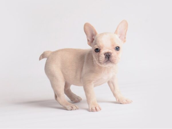 French Bulldog Dog Female Cream 19926 Petland Topeka, Kansas