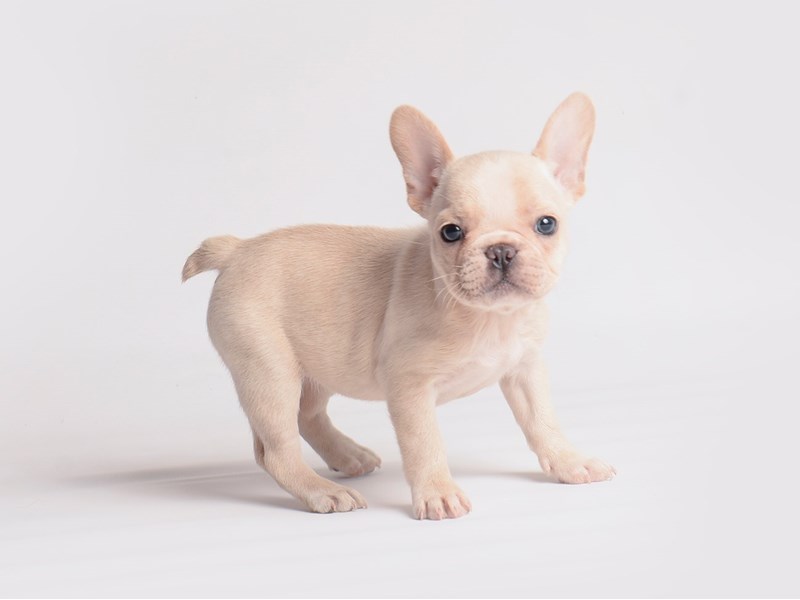 French Bulldog-Dog-Female-Cream-3888406-Petland Topeka, Kansas