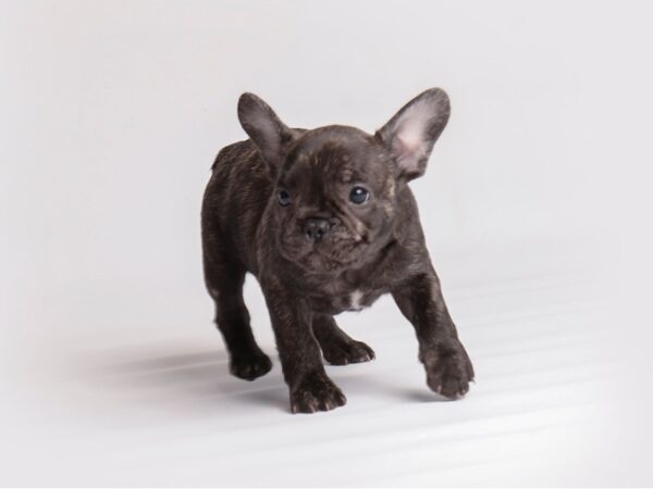 French Bulldog Dog Male Brindle 19924 Petland Topeka, Kansas