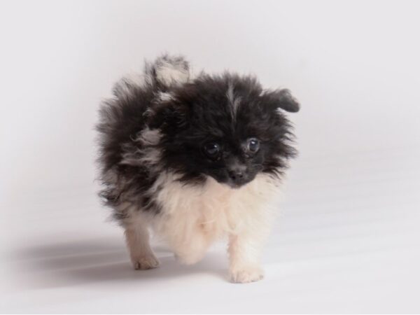 Pom-A-Poo Dog Male Black and White 19922 Petland Topeka, Kansas