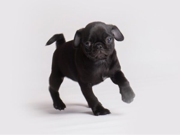 Pug Dog Female Black 19912 Petland Topeka, Kansas