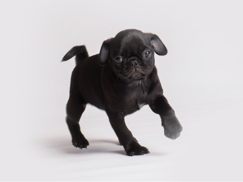 Pug Small Animal Black ID:19912 Located at Petland Topeka, Kansas