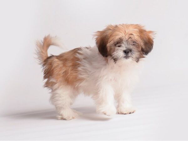 Lhasa Apso Dog Female Golden / White 19883 Petland Topeka, Kansas