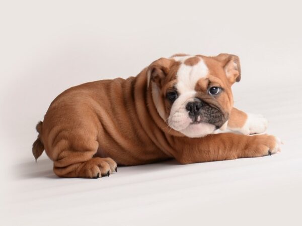 Bulldog Dog Male Red and White 19943 Petland Topeka, Kansas