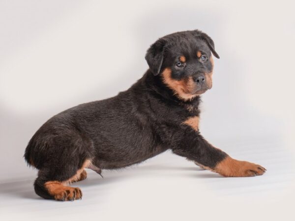 Rottweiler Dog Male Black and Rust 19938 Petland Topeka, Kansas